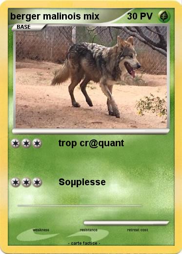 Pokemon berger malinois mix