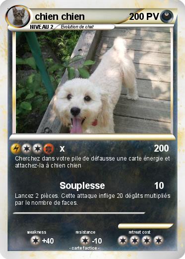 Pokemon chien chien