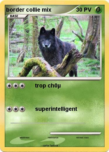 Pokemon border collie mix