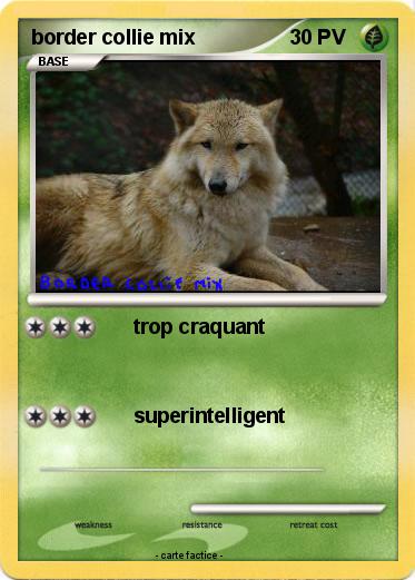 Pokemon border collie mix
