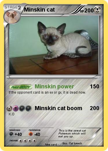 Pokemon Minskin cat