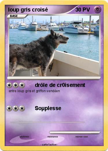 Pokemon loup gris croisé