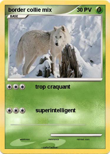 Pokemon border collie mix