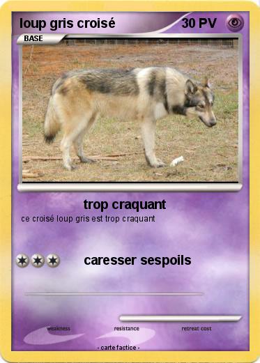 Pokemon loup gris croisé