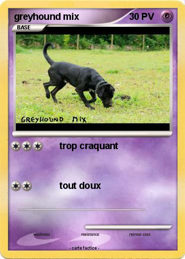 Pokemon greyhound mix