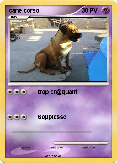 Pokemon cane corso
