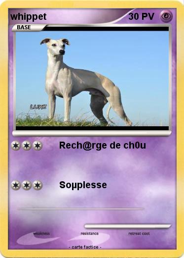Pokemon whippet