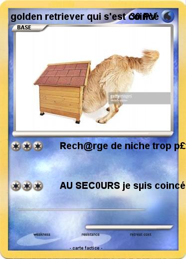 Pokemon golden retriever qui s'est coincé