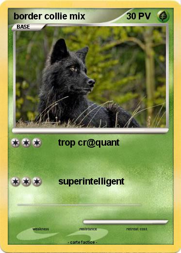 Pokemon border collie mix