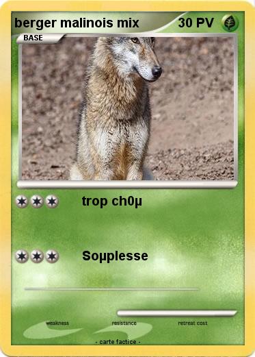 Pokemon berger malinois mix