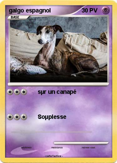 Pokemon galgo espagnol