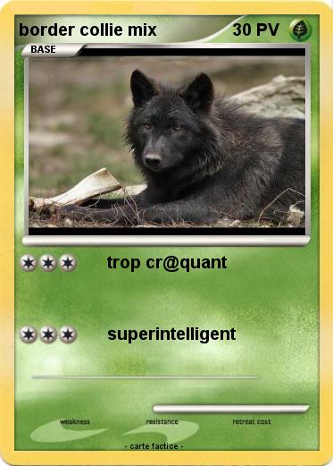 Pokemon border collie mix