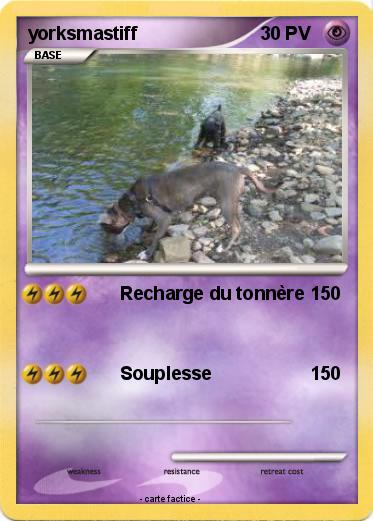 Pokemon yorksmastiff
