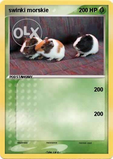 Pokemon swinki morskie