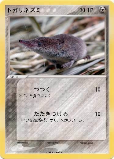 Pokemon トガリネズミ