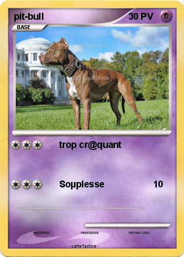 Pokemon pit-bull