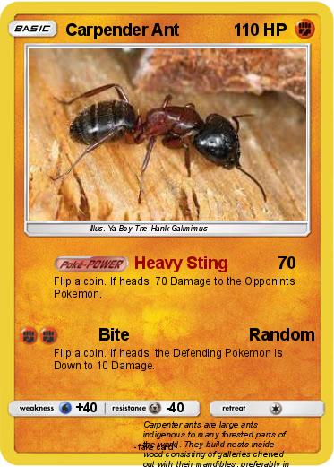 Pokemon Carpender Ant