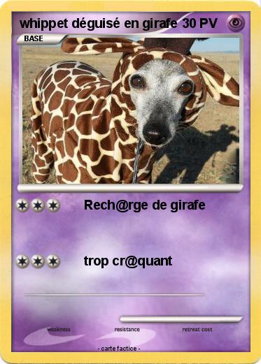 Pokemon whippet déguisé en girafe