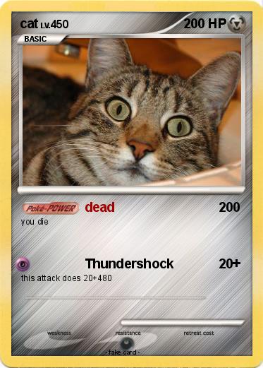 Pokemon cat