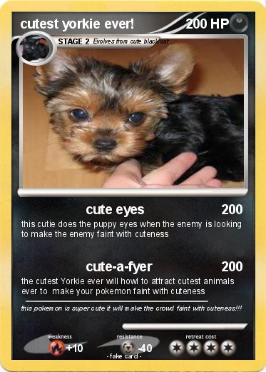 Pokemon cutest yorkie ever!