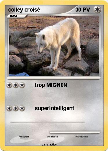 Pokemon colley croisé