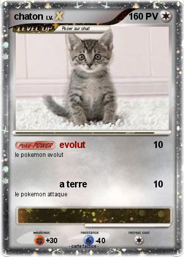 Pokemon chaton
