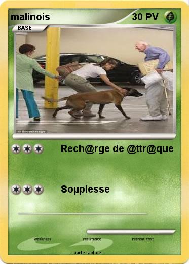Pokemon malinois