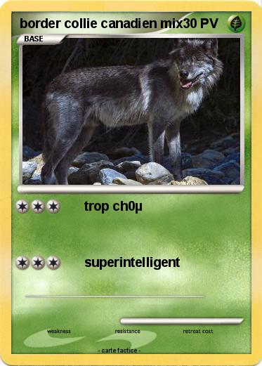 Pokemon border collie canadien mix