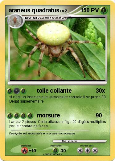 Pokemon araneus quadratus