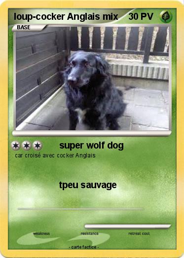 Pokemon loup-cocker Anglais mix