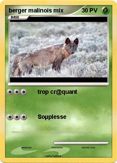 Pokemon berger malinois mix