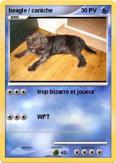 Pokemon beagle / caniche