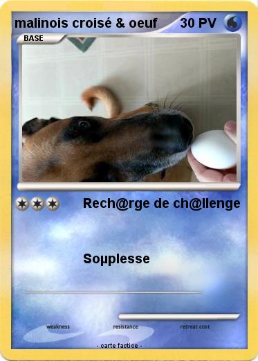 Pokemon malinois croisé & oeuf
