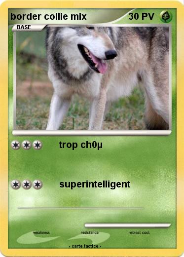 Pokemon border collie mix