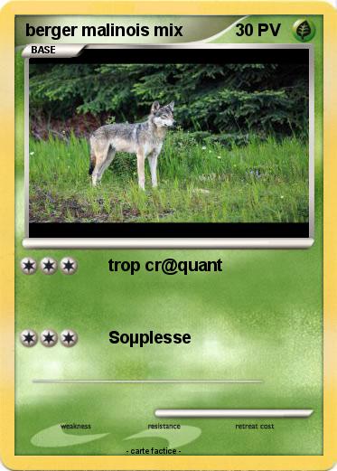 Pokemon berger malinois mix