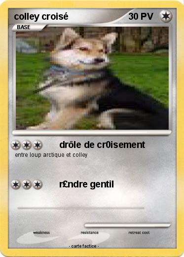 Pokemon colley croisé