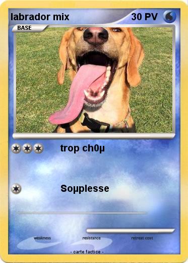 Pokemon labrador mix
