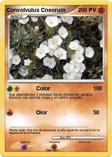 Pokemon Convolvulus Cneorum