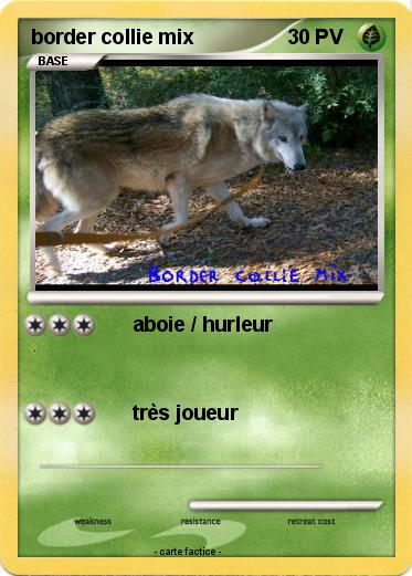 Pokemon border collie mix