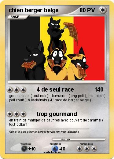 Pokemon chien berger belge