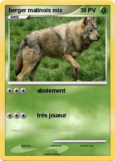 Pokemon berger malinois mix