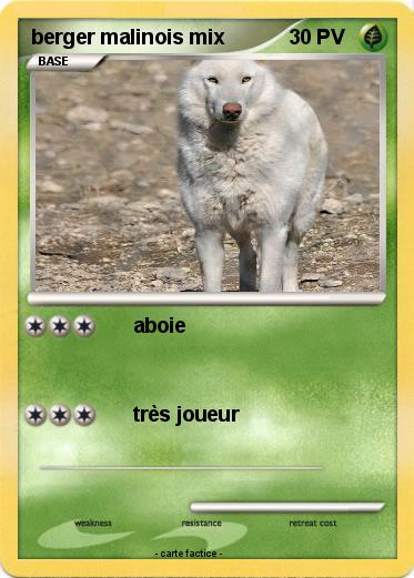 Pokemon berger malinois mix