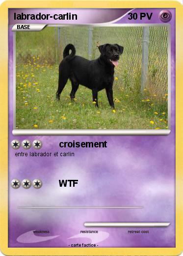 Pokemon labrador-carlin