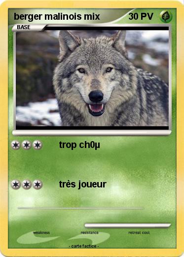 Pokemon berger malinois mix