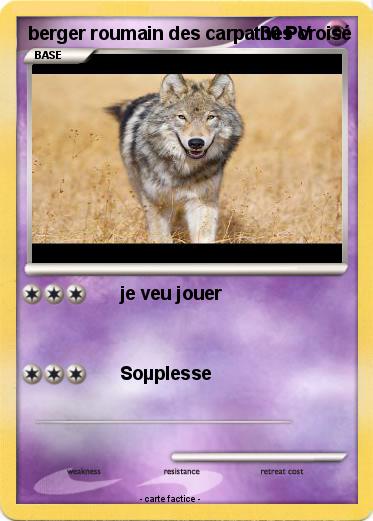 Pokemon berger roumain des carpathes croisé