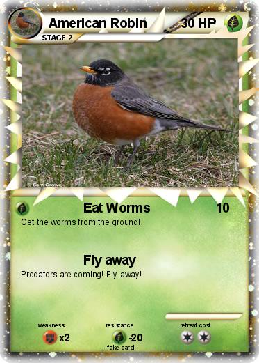 Pokemon American Robin