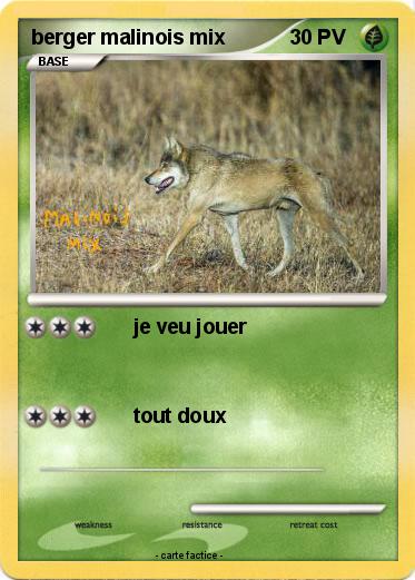 Pokemon berger malinois mix