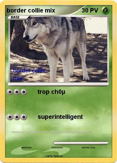 Pokemon border collie mix