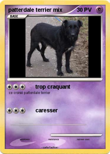 Pokemon patterdale terrier mix