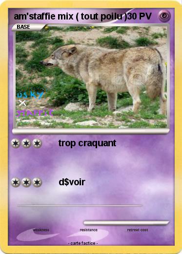 Pokemon am'staffie mix ( tout poilu )